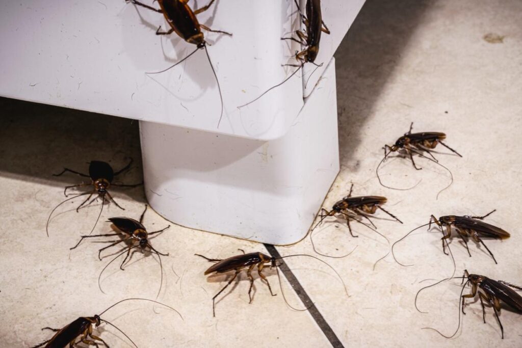 cockroach-pests